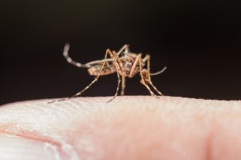 Salgono a 4 i casi di Dengue in Liguria