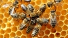 Corsi di apicoltura in Val di Magra e Val di Vara
